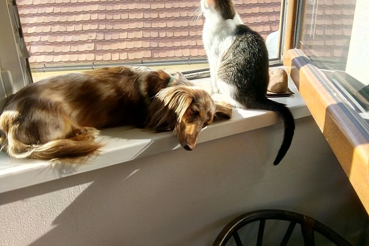 Een kat in huis halen: waar je op moet letten